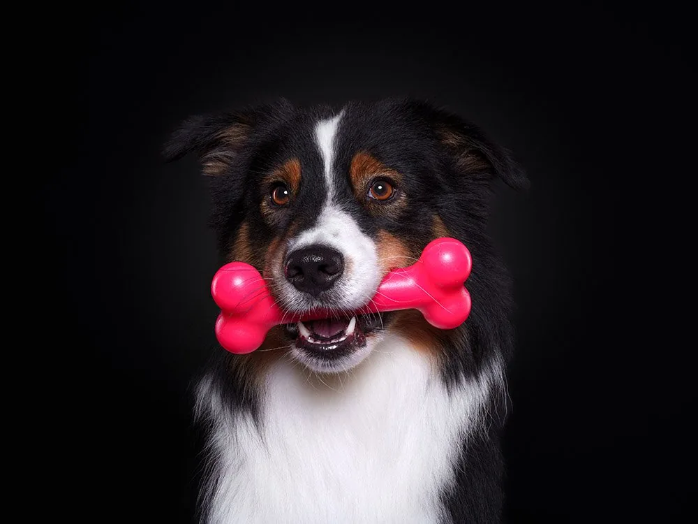 Hund mit einem pinken PUchew Kauknochen im Maul